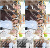Evenement foto: Serie 1778