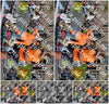 Evenement foto: Serie 1732