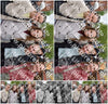 Evenement foto: Serie 1736