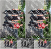 Evenement foto: Serie 1970