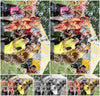 Evenement foto: WID 107
