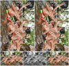 Evenement foto: Serie 218
