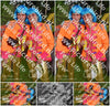 Evenement foto: Serie 218