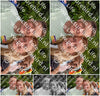 Evenement foto: Serie 218