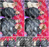 Evenement foto: Serie 1278