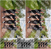 Evenement foto: Serie 257
