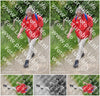 Evenement foto: Serie 266