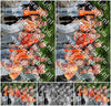 Evenement foto: Serie 426