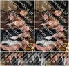 Evenement foto: HON Serie 2191