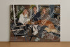 Evenement foto: HON Serie 2192