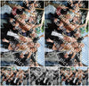 Evenement foto: BSD Serie 2176