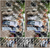 Evenement foto: Serie 2173
