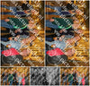 Evenement foto: HON Serie 16