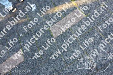 Evenement foto: Serie 186