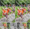 Evenement foto: Serie 1946