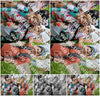 Evenement foto: Serie 1949