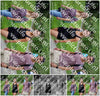 Evenement foto: Serie 1949