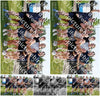 Evenement foto: Serie 2206