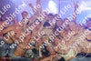 Evenement foto: Serie 2242