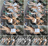 Evenement foto: Serie HL 4