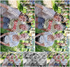 Evenement foto: Serie HL 1