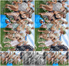 Evenement foto: Serie EA 196
