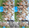 Evenement foto: Serie EA 196