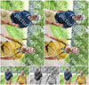 Evenement foto: Serie 388
