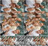 Evenement foto: Heiloo Serie 27