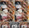 Evenement foto: Heiloo Serie 27