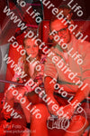 Evenement foto: Heiloo Serie 71