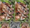 Evenement foto: Serie 2308