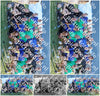 Evenement foto: Serie SHN 2605