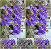 Evenement foto: Serie SHN 2605
