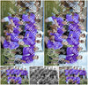 Evenement foto: Serie SHN 2605