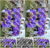 Evenement foto: Serie SHN 2605