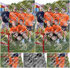 Evenement foto: Serie SHN 2606