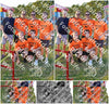 Evenement foto: Serie SHN 2606