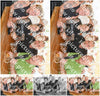 Evenement foto: Zomerfestival Serie 2582