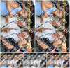 Evenement foto: Zomerfestival Serie 2586
