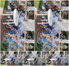 Evenement foto: 2618