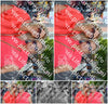 Evenement foto: 734