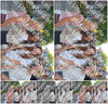 Evenement foto: 733