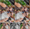 Evenement foto: 618