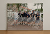 Evenement foto: 899