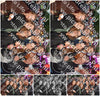 Evenement foto: 621