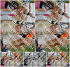 Evenement foto: 2642