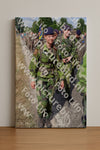 Evenement foto: Nijmeegse Vierdaagse 919