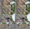 Evenement foto: Nijmeegse Vierdaagse 910
