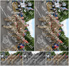Evenement foto: Nijmeegse Vierdaagse 910